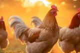 Ce le dau fermierii găinilor pe caniculă. Desertul neobișnuit care le ajută să suporte mai ușor căldura