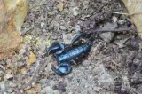 Peste zece scorpioni găsiți într-o gospodărie din Buzău. Localnicul se teme să mai atingă lucrurile din casă