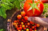 ANPC a găsit neconformități la 121 de tone de legume în București-Ilfov. Pesticide confirmate în produse certificate ca fiind curate
