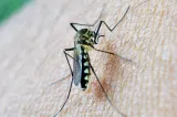 Virusul West Nile a provocat două decese în România. Opt cazuri au fost înregistrate în șapte județe și în București - cifre oficiale