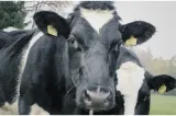 Noi subvenții pentru crescătorii de bovine. Ministrul Agriculturii a anunțat suma pe cap de animal 