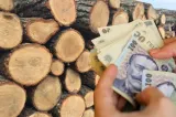 Pădurar din Timiș, vizat de o anchetă penală. Este suspectat că a vândut lemn la prețuri mai mari și ar fi falsificat documente