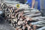 Explozie a tăierilor ilegale: Cu 143% mai mult lemn fără acte față de 2025! Un senator le cere cetățenilor să ia atitudine