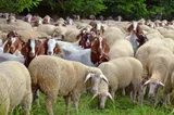 Alertă majoră și mobilizare în patru județe, după descoperirea unui focar de variolă ovină și caprină în Brăila