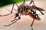 Două cazuri de infecţie cu virusul West Nile, înregistrate în luna iunie. Anunțul INSP