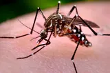 95 de cazuri de infecţie cu virusul West Nile, raportate în România în acest an. Raportul INSP