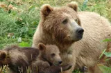 Ursoaică și doi pui, observați în orașul Cugir. Locuitorii au primit mesaj RO-Alert