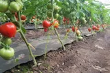 Cele cinci semne care arată că sezonul roșiilor s-a încheiat. Secretul grădinarilor cu experiență a ieșit la iveală 