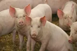 Ajutor de până la 50.000 de euro pentru crescătorii de porci și bovine. Legile au fost promulgate