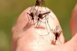 INSP: 19 cazuri de infecţie cu virusul West Nile, înregistrate în România. Două persoane au murit