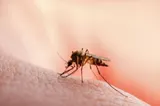 Virusul West Nile face ravagii în România. INSP: 58 de cazuri şi trei decese în acest sezon