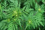 Sezonul ambroziei a început. 4 simptome pe care să nu le ignori. Când alergia poate deveni o urgență medicală