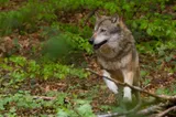 Atacurile urșilor lasă fermele fără animale. Fermierii în pragul disperării