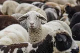 Două focare de variolă la oi şi capre, confirmate în județul Constanţa. ANSVSA: Abateri grave constatate de inspectorii veterinari