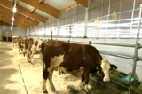 Valul de căldură afectează fermele. Canicula înjumătățește producția de lapte
