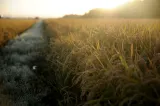 Dezastru în agricultură. România încă nu poate exporta ovine în UE