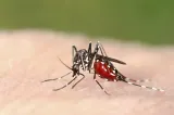  Un om a murit, iar alți doi sunt în spital după ce s-au infectat cu virusul West Nile. Avertismentul medicilor