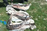 Amenzi de peste 1,7 milioane de lei în Delta Dunării. Garda de Mediu a suspendat activități și a deschis dosare penale în urma controalelor