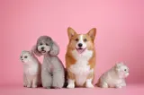 63% dintre români ar schimba locul de muncă pentru un birou pet-friendly. Beneficiul care devine tot mai important pentru angajați