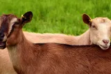 Pesta micilor rumegătoare face ravagii. Sute de animale au murit