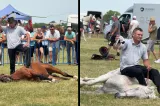 Scenele de la un târg de cai care au revoltat România. Un proprietar își maltratează animalele, se cere intervenția poliției
