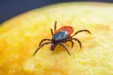 Mare atenție la căpușe! Specialiștii au identificat tulpini rare ale bacteriei transmise de insecte. Care sunt simptomele și când apar