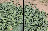 Tone de castraveți lăsați pe câmp. Fermierii refuză să mai vândă la prețuri de nimic - VIDEO