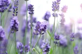 Dincolo de parfum: cum poate fi folosită lavanda în casă, pentru îngrijire personală și grădină