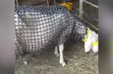 Un fermier a inventat vesta anti-lupi pentru oi. Este plină de țepi ce țin la distanță prădătorii - VIDEO