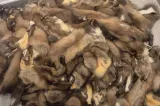 100 de piei de jder, confiscate la Vama Siret. Un cetățean ucrainean este cercetat de autorități