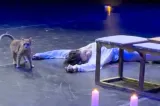 Pisică „actor principal” într-un spectacol de balet. Finalul dramatic din „Romeo și Julieta”, transformat într-un moment viral cu milioane de vizualizări