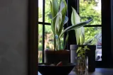 Planta minune care absoarbe căldura și răcorește aerul din casă vara. Nu o să mai ai nevoie de aerul condiționat 