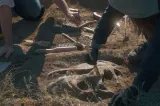 Descoperire arheologică misterioasă: 78 de schelete fără cap, vechi de 7.000 de ani, găsite într-un șanț 