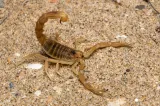 Descoperire remarcabilă: un scorpion uriaș. Ce dimensiune a avut artropodul
