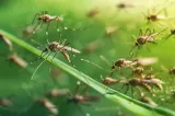 Virusul West Nile face ravagii în România. INSP: 46 de cazuri de infecție au fost raportate în acest sezon