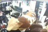 Taur de 1,5 tone, scăpat înainte de sacrificare, a intrat într-o frizerie plină de clienți. Imagini spectaculoase surprinse de camerele de supraveghere