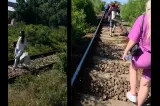 Călătorie de pomină pe ruta București–Târgoviște. Pasagerii au coborât din tren și au mers o stație pe jos, prin câmp
