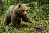 Viperele și urșii au început să coboare direct pe poteci. Avertisment serios pentru turiști de la Salvamont