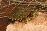 Lista animalelor pe care Uniunea Europeană le interzice. Unele sunt foarte populare ca animale de companie