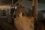 Bărbat din Suceava, rănit după ce a fost târât de propriul cal. Animalul s-a speriat de furtună și a luat-o la galop