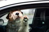 Amenzi pentru șoferii care transportă animale în mașină. Cât poți plăti dacă ții câinele sau pisica în brațe