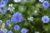 Planta numită „darul lui Dumnezeu”, pomenită în Biblie și în Coran. Are peste 150 de antioxidanți și este apreciată pentru numeroasele sale beneficii