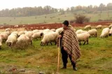 Cioban din Suceava, în stare gravă după ce a căzut într-un cazan cu zer clocotit. Bărbatul a amânat trei zile mersul la spital