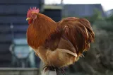 Au reclamat cocoșul, parfumul vecinei și albinele. Garda de Mediu a publicat topul celor mai ridicole sesizări