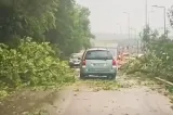 Furtuna a făcut prăpăd în Bistrița-Năsăud. Copaci puși la pământ, un stâlp de înaltă tensiune lovit de fulger - VIDEO