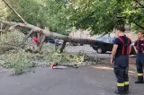 La un pas de tragedie în centrul Capitalei. Un copac s-a prăbușit din senin VIDEO