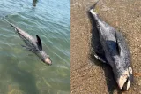 Încă un delfin găsit mort pe litoral. Mamiferul marin a eșuat pe plaja din Constanța, în zona Cazinoului