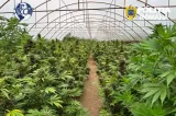 Captură uriașă de canabis în Neamț. Polițiștii au descoperit o plantație de 2,4 tone și un laborator pentru producerea hașișului