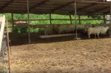 Animalele nu mai fac față caniculei. Fermierii sunt disperați