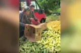 Imagini cumplite în România: tone de legume aruncate în câmp